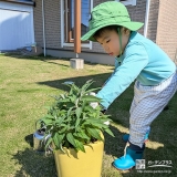 記念樹ブッドレアの植樹の様子②