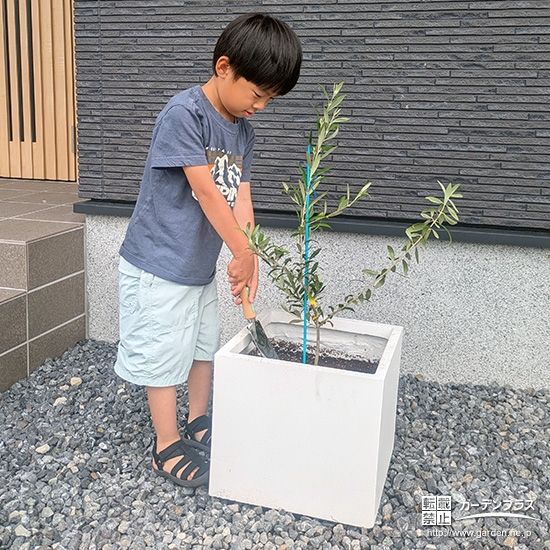 記念樹オリーブの植樹の様子①