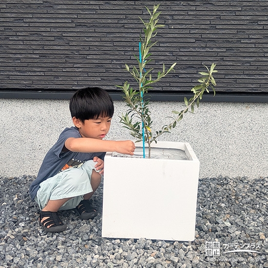 記念樹オリーブの植樹の様子②