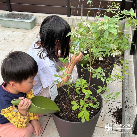 記念樹ブルーベリーの植樹の様子
