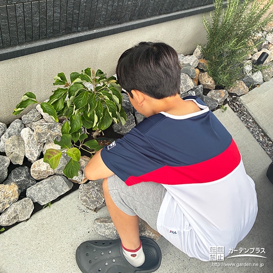 記念樹ハナミズキの植樹の様子