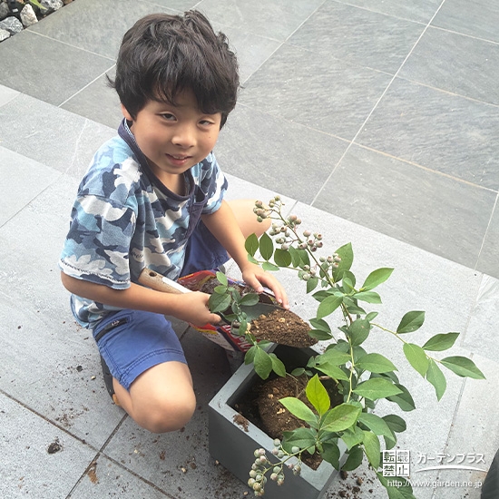 記念樹ブルーベリーの植樹の様子①