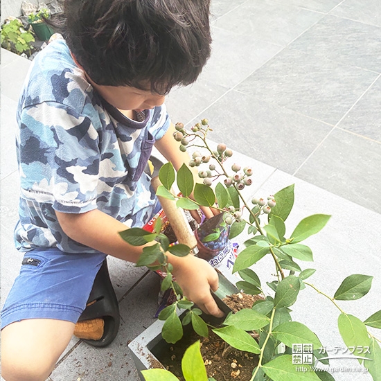記念樹ブルーベリーの植樹の様子②