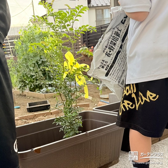 記念樹シマトネリコの植樹の様子
