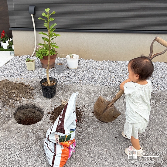 記念樹レモンの植樹の様子