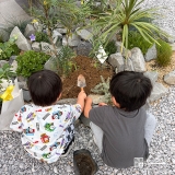 記念樹オリーブ・ブルーベリーの植樹の様子