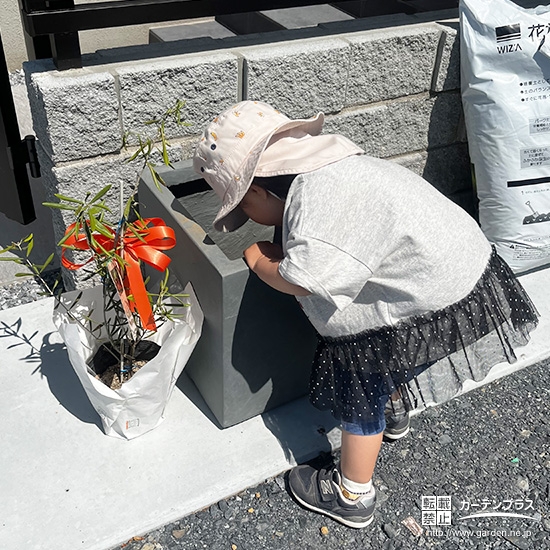 記念樹オリーブの植樹の様子