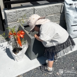 記念樹オリーブの植樹の様子