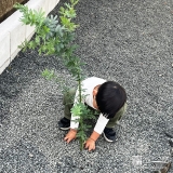記念樹ミモザの植樹の様子