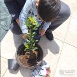 記念樹温州ミカンの植樹の様子