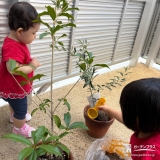 記念樹キンモクセイ・オリーブの植樹の様子