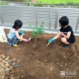 記念樹ジューンベリーの植樹の様子