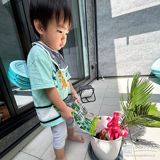 記念樹ソテツの植樹の様子