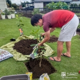 記念樹温州ミカンとレモンの植樹の様子