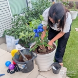 記念樹ブルーベリーの植樹の様子