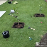 お庭に植えた温州ミカンとレモン