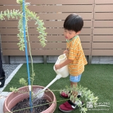 記念樹ミモザに水やりをする様子