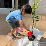 記念樹温州ミカンに水やりをする様子