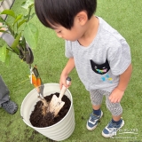 記念樹温州ミカンの植樹の様子