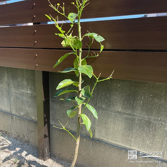 お庭に植えたレモン