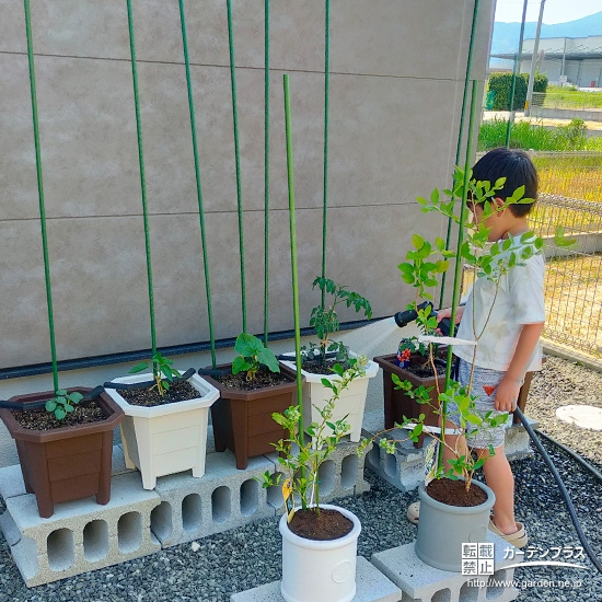 ブルーベリーに水やりをする様子②