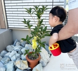 記念樹キンモクセイに水やりをする様子①