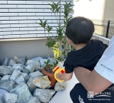 記念樹キンモクセイに水やりをする様子②