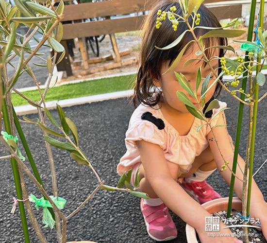 記念樹オリーブの植樹の様子