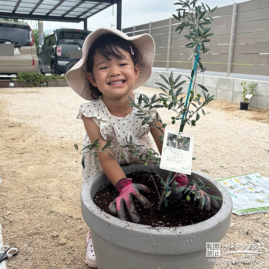 記念樹オリーブの植樹の様子