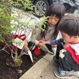 記念樹セイヨウニンジンボクの植樹の様子