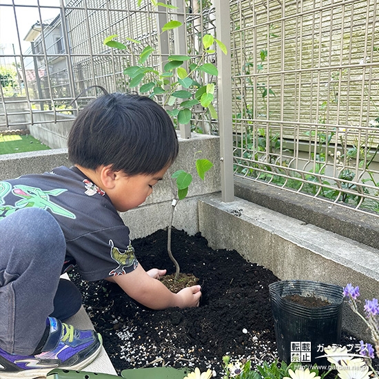 記念樹ジューンベリーの植樹の様子