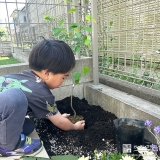 記念樹ジューンベリーの植樹の様子