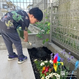 記念樹ジューンベリーに水やりをする様子