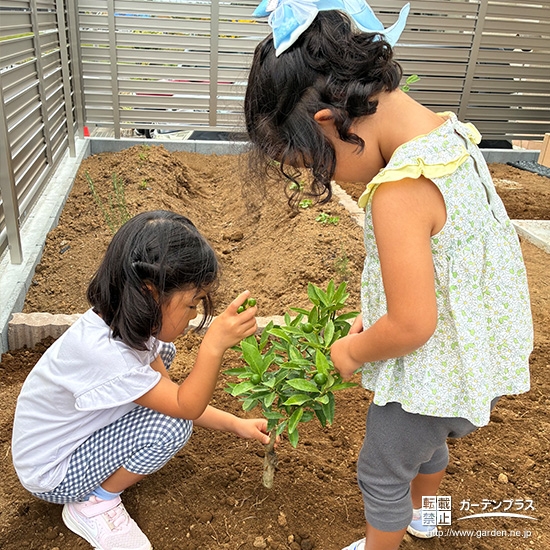 記念樹キンカンの植樹の様子