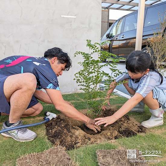 記念樹シマトネリコの植樹の様子