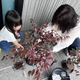 記念樹トキワマンサクの植樹の様子
