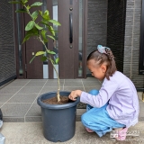 記念樹温州ミカンの植樹の様子