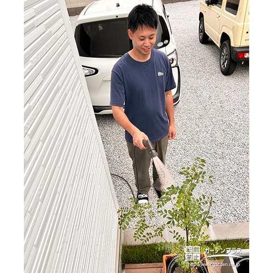 記念樹シマトネリコに水やりをする様子