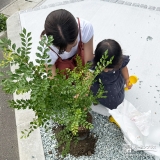 記念樹シマトネリコの植樹の様子③