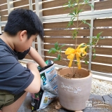 記念樹キンモクセイの植樹の様子