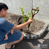 記念樹ジューンベリーの植樹の様子