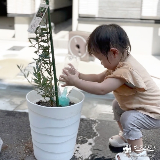 記念樹オリーブに水やりをする様子