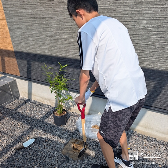 記念樹シマトネリコの植樹の様子