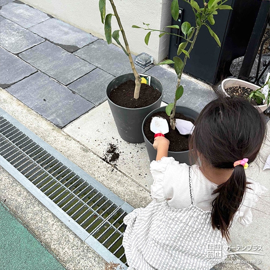 記念樹温州ミカン・レモンの植樹の様子