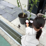記念樹温州ミカン・レモンの植樹の様子