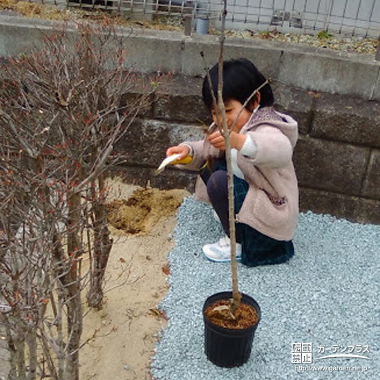 宮城県仙台市泉区ライラックの植樹風景