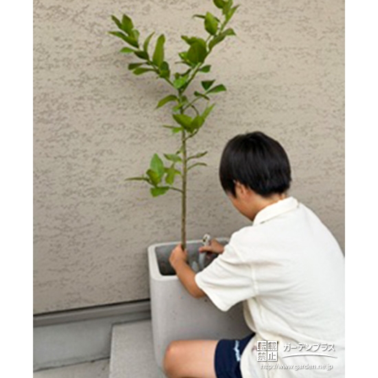 記念樹レモンの植樹の様子