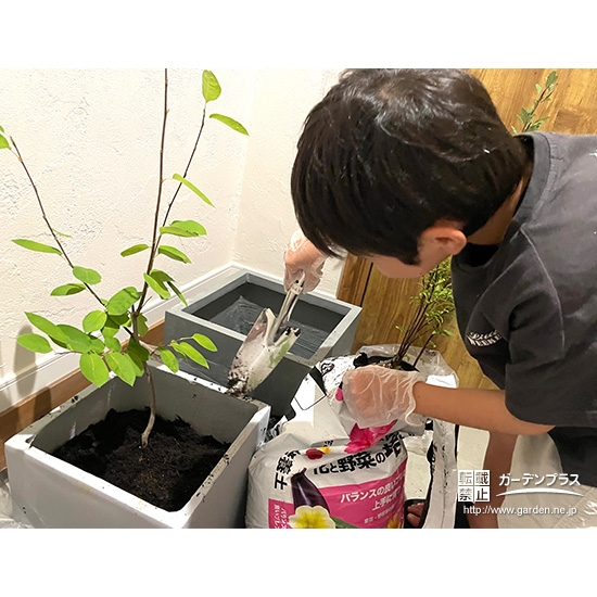 記念樹コデマリ・ジューンベリーの植樹の様子②