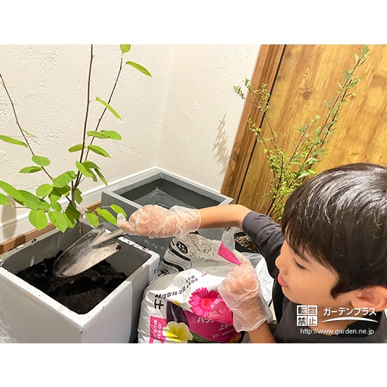 記念樹コデマリ・ジューンベリーの植樹の様子③
