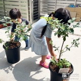 記念樹ブルーベリーの植樹の様子